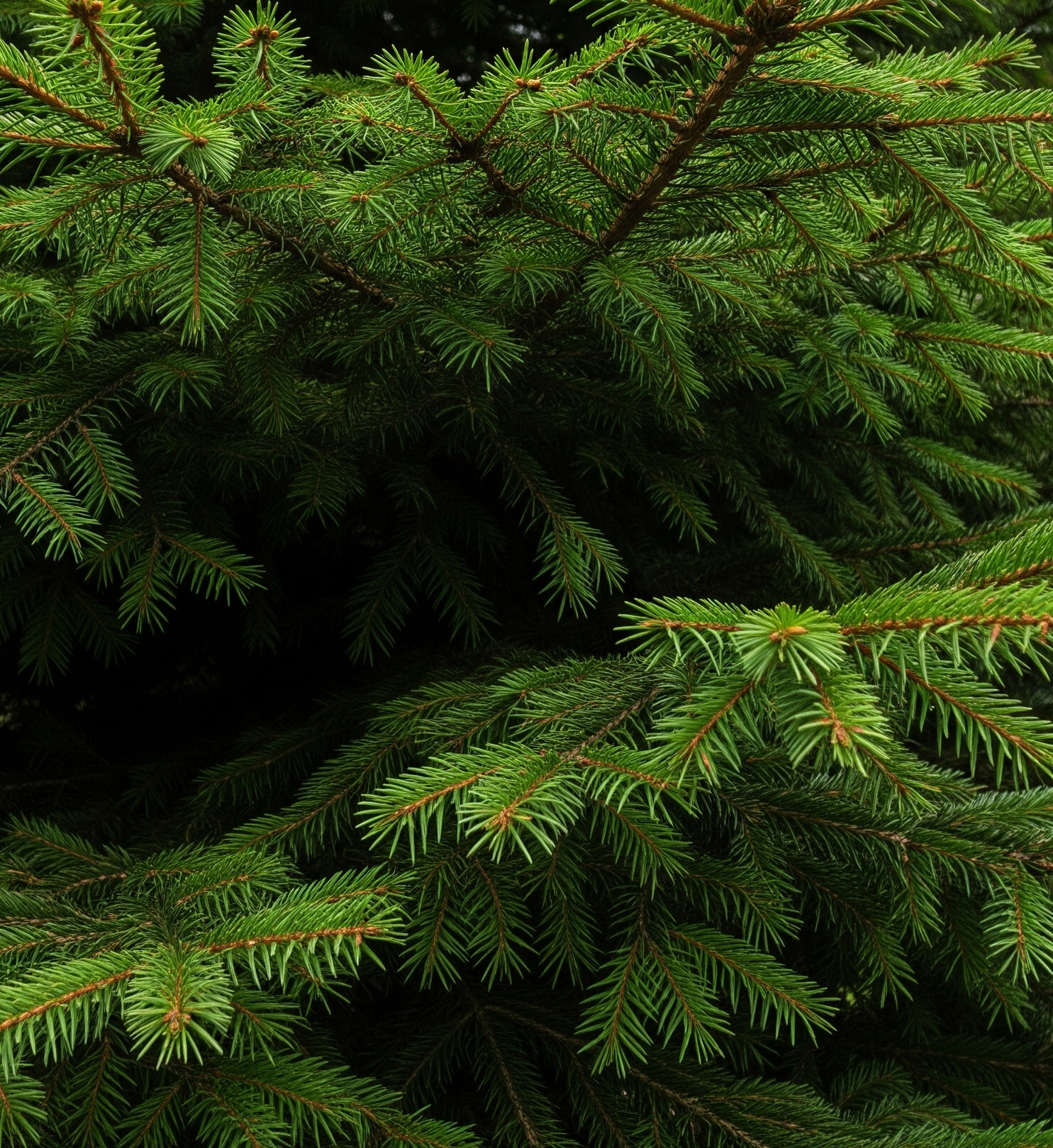 Sapin Epicéa naturel