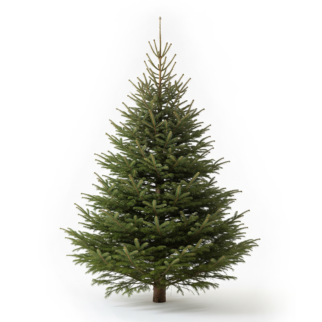 Sapin Nordmann naturel