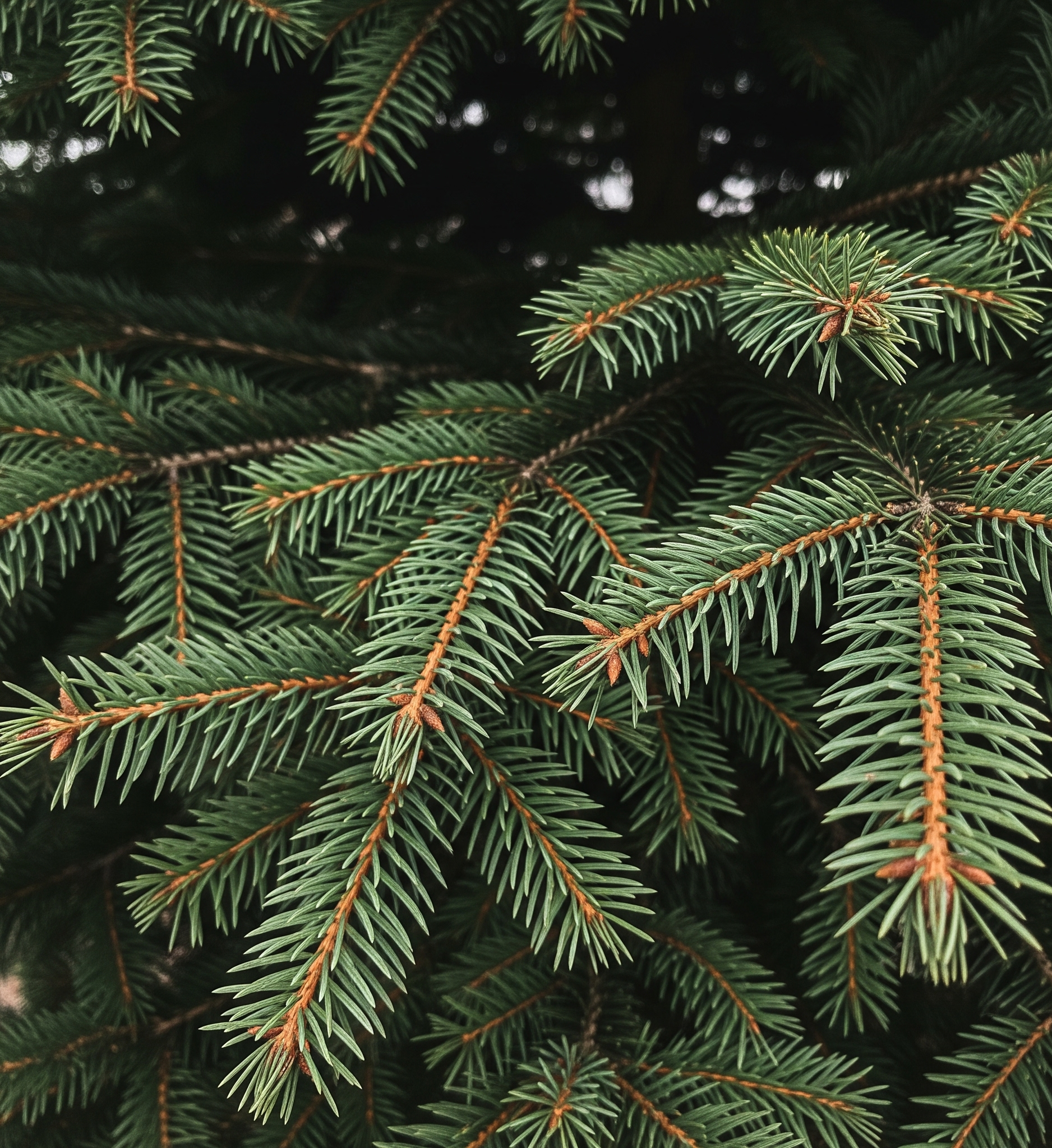 Sapin Nordmann naturel