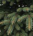 sapin_nordmann_close.png