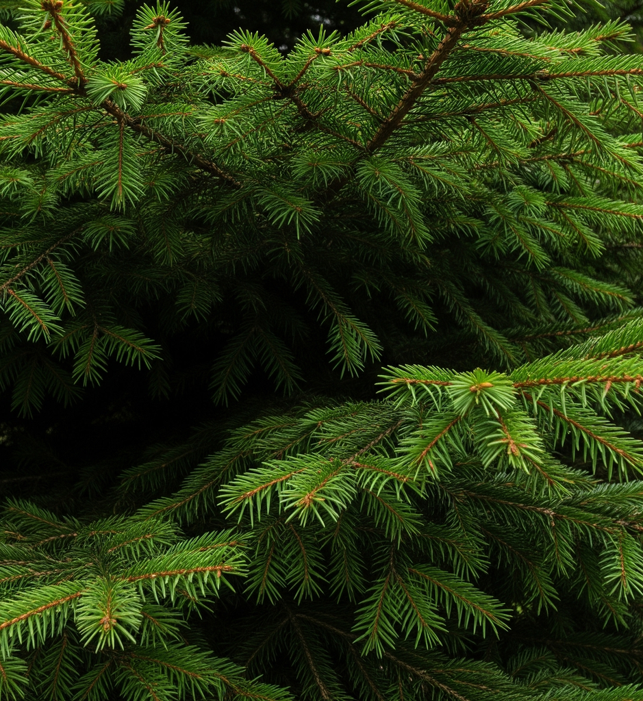 sapin_epicea_close.png
