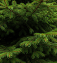 sapin_epicea_close.png