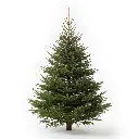 Sapin Nordmann naturel