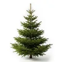 Sapin Epicéa naturel
